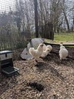 Zijdehoen haan, Dieren en Toebehoren, Pluimvee, Mannelijk, Kip