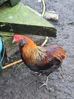 perdrix coq araucana