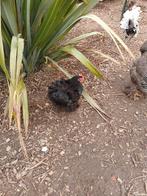Cochin krielen, Dieren en Toebehoren, Pluimvee
