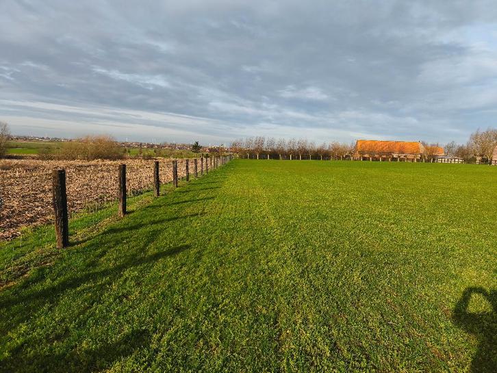 Afsluiting (treinbilzen + ursusdraad), Jardin & Terrasse, Clôtures de jardin, Utilisé, Autres types, Bois, Enlèvement