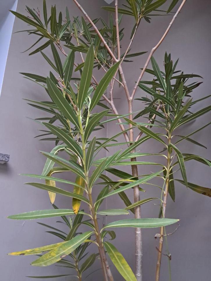 Grote bloempot met grote Oleander, Jardin & Terrasse, Plantes | Jardin, Plante fixe, Autres espèces, Pleine ombre, Été, Enlèvement