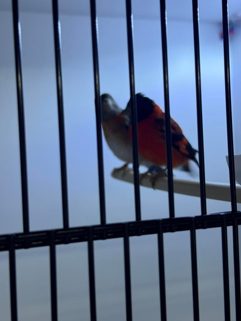 Koppel kapoetsensijsen, Dieren en Toebehoren