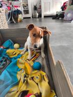 Jack Russell reutje, Dieren en Toebehoren, Honden | Jack Russells en Terriërs, Parvo, België, Particulier, Eén hond