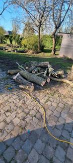 Brandhout, Tuin en Terras, 6 m³ of meer, Ophalen, Overige houtsoorten, Stammen