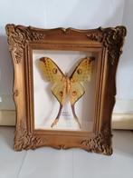 Taxidermy, Verzamelen, Dierenverzamelingen, Ophalen of Verzenden