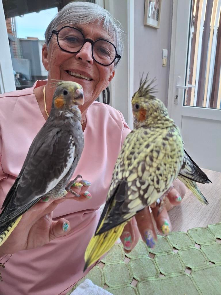 Valkparkieten, Geringd