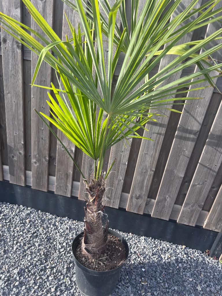 Trachycarpus fortunei, Tuin en Terras, Planten | Bomen, Ophalen, In pot, Palmboom, 100 tot 250 cm