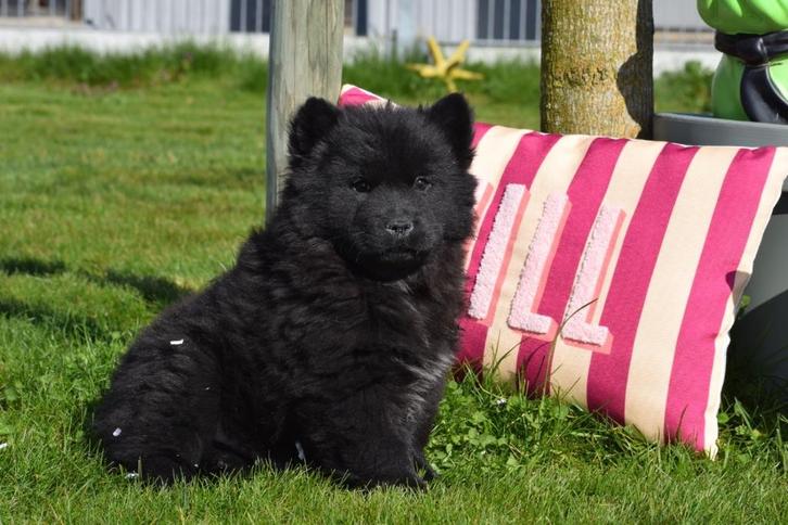 Chiots chow-chow, Animaux & Accessoires, Chiens | Huskys, Loulous & Types primitifs, Plusieurs animaux, Chien de traîneau, Éleveur | Professionnel