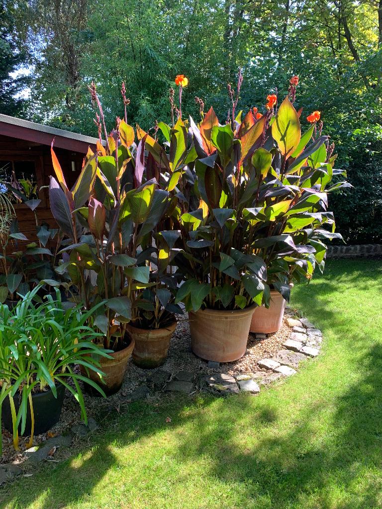 Canna Wyoming - bronzen blad / oranje bloem, Jardin & Terrasse, Plantes | Jardin, Enlèvement, Été, Plante fixe, Autres espèces