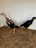 O shamo en jap, Dieren en Toebehoren