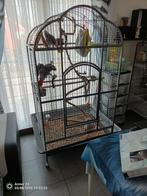 Te koop twee grijze roodstaart papegaaien koppel, Animaux & Accessoires, Enlèvement