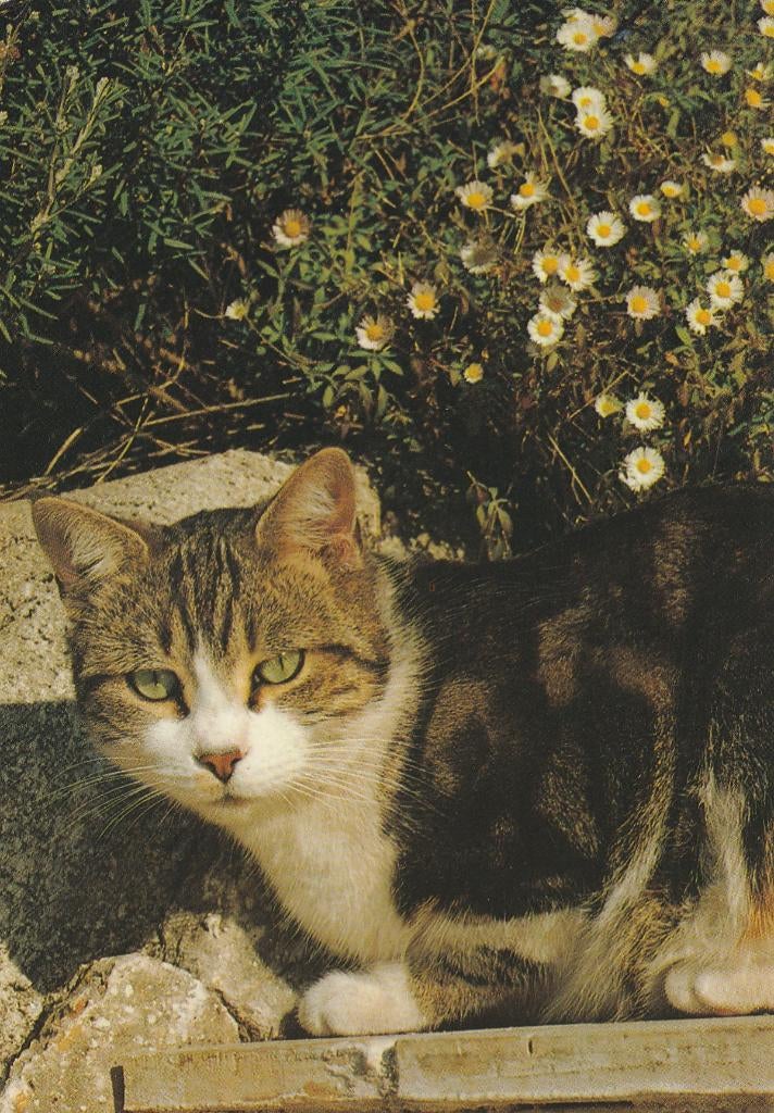 KAT   6, Collections, Cartes postales | Animaux, Envoi, Non affranchie, Chien ou Chat