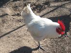 Broedeieren van Poule de Bresse, Dieren en Toebehoren, Pluimvee