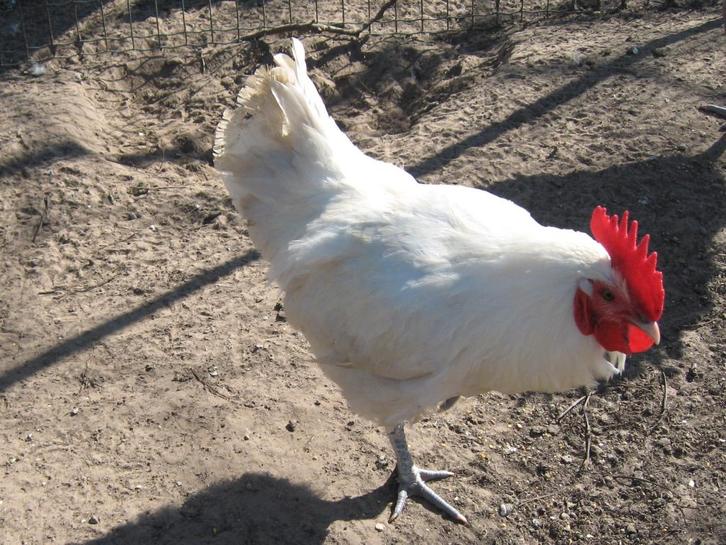 Broedeieren van Poule de Bresse, Dieren en Toebehoren, Pluimvee