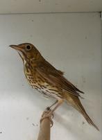 0-2 zanglijster bruin ( in nl ), Dieren en Toebehoren, Vogels | Overige Vogels, Vrouwelijk, Wildzangvogel, Geringd