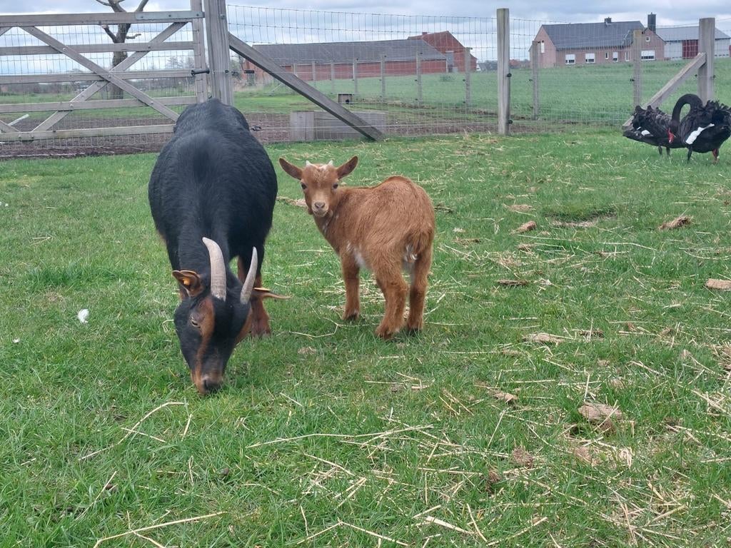 Black and tan ooi met bok lammetje.