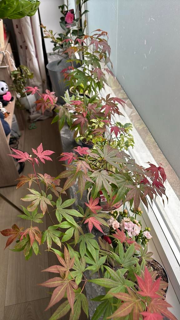Japanese Acer Atropurpureum 30cm red Japanse esdoorn, Ophalen