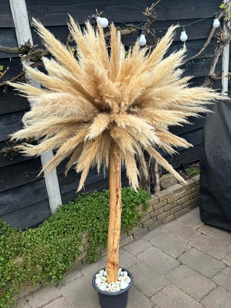 Pampa’s pluimen boom, Huis en Inrichting, Woonaccessoires | Droogbloemen, Ophalen of Verzenden, Zo goed als nieuw
