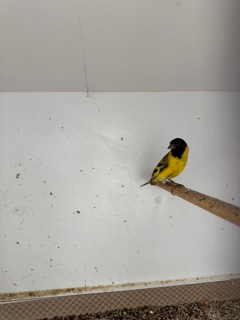 Topaas zwartkop sijs mannetje, Dieren en Toebehoren, Vogels | Overige Vogels, Mannelijk