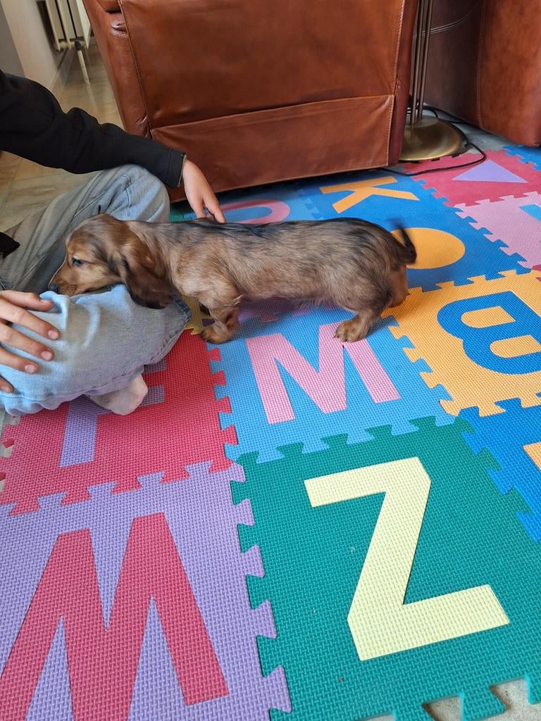 Langharige dwergteckel pups, Parvo, België, 8 tot 15 weken, Dwerg