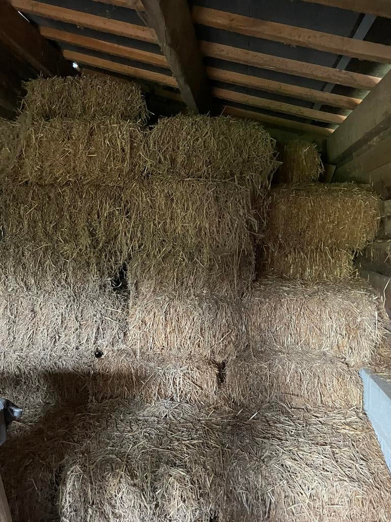 Paille gratuite, Animaux & Accessoires, Box & Pâturages, Mise à l'étable