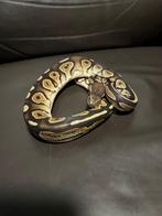Ball python, Animaux & Accessoires, Serpent