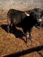 4 taureaux Angus, Mâle, 0 à 2 ans