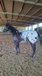 3 jarige Appaloosa ruin ApHC, Animaux & Accessoires, Chevaux, Hongre, Débourré, Moins de 160 cm, Cheval western