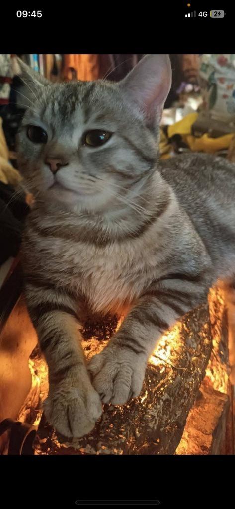 Britse korthaar katter bijna 2 jaar oud zoeken niewe huisje, Dieren en Toebehoren, Kater, Gechipt, 0 tot 2 jaar