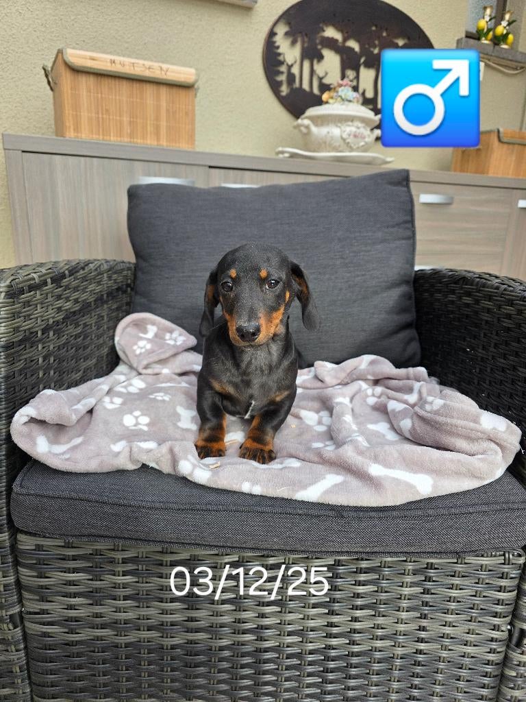 mooie korthaar teckel pups, Dieren en Toebehoren, Honden | Teckels en Dashonden, Reu, Korthaar, Dwerg, Fokker | Professioneel