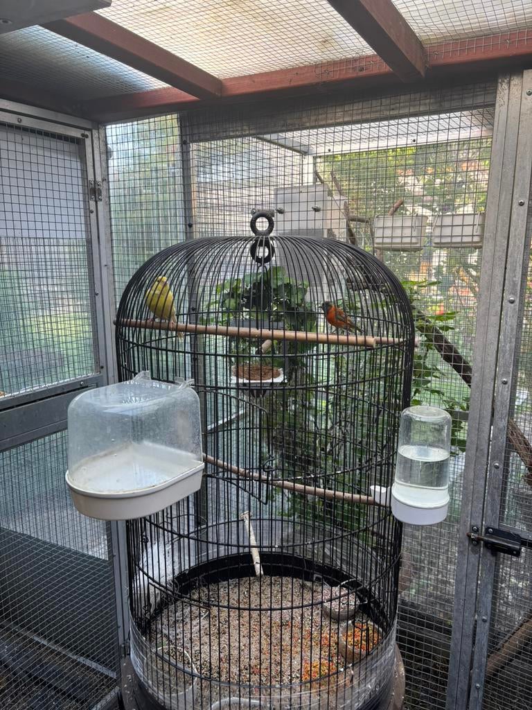 Kweekkooien en sierkooien, Ophalen, Zo goed als nieuw