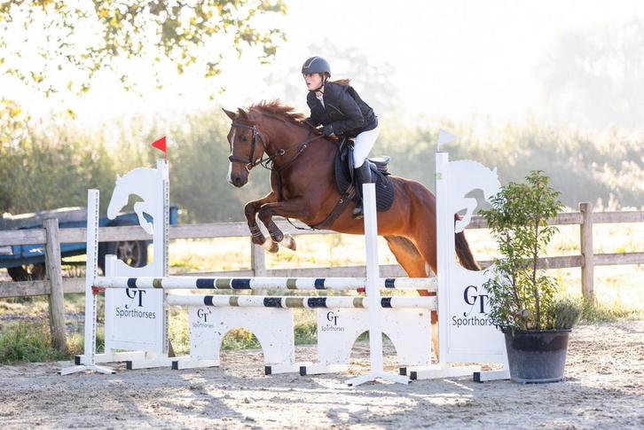 D-pony te koop., Animaux & Accessoires, Poneys, Jument, L, Poney E (1.48 m - 1.57m), Poney de saut, 11 ans ou plus, Avec puce électronique