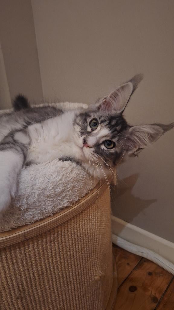 Maine Coon kitten, Poes, Met stamboom, 0 tot 2 jaar