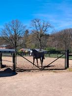 Stalling /weide, Weidegang, 1 paard of pony