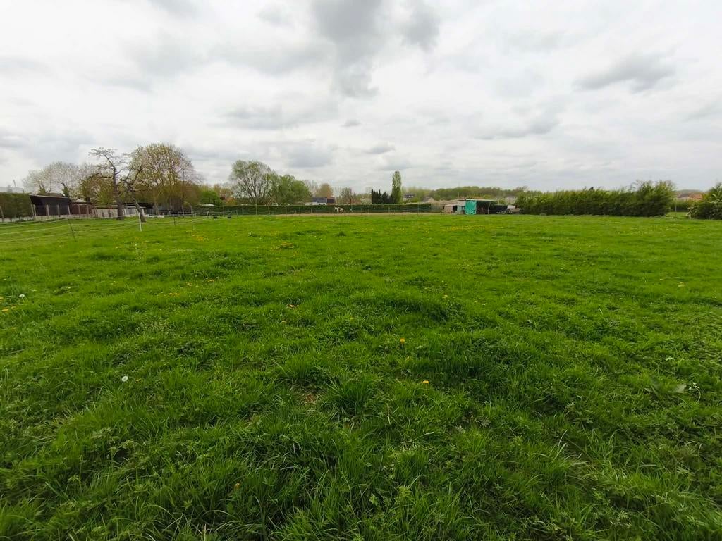 Stalling + dagelijks weidegang, Dieren en Toebehoren, Stalling en Weidegang, Weidegang