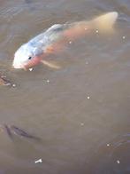 2 mooie europese kois + karper en andere kleine siervissen, Karper of Koi