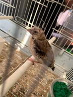 Bastard metis 2026, Dieren en Toebehoren