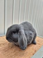 Nederlandse hangoordwerg ram, Dieren en Toebehoren, Konijnen