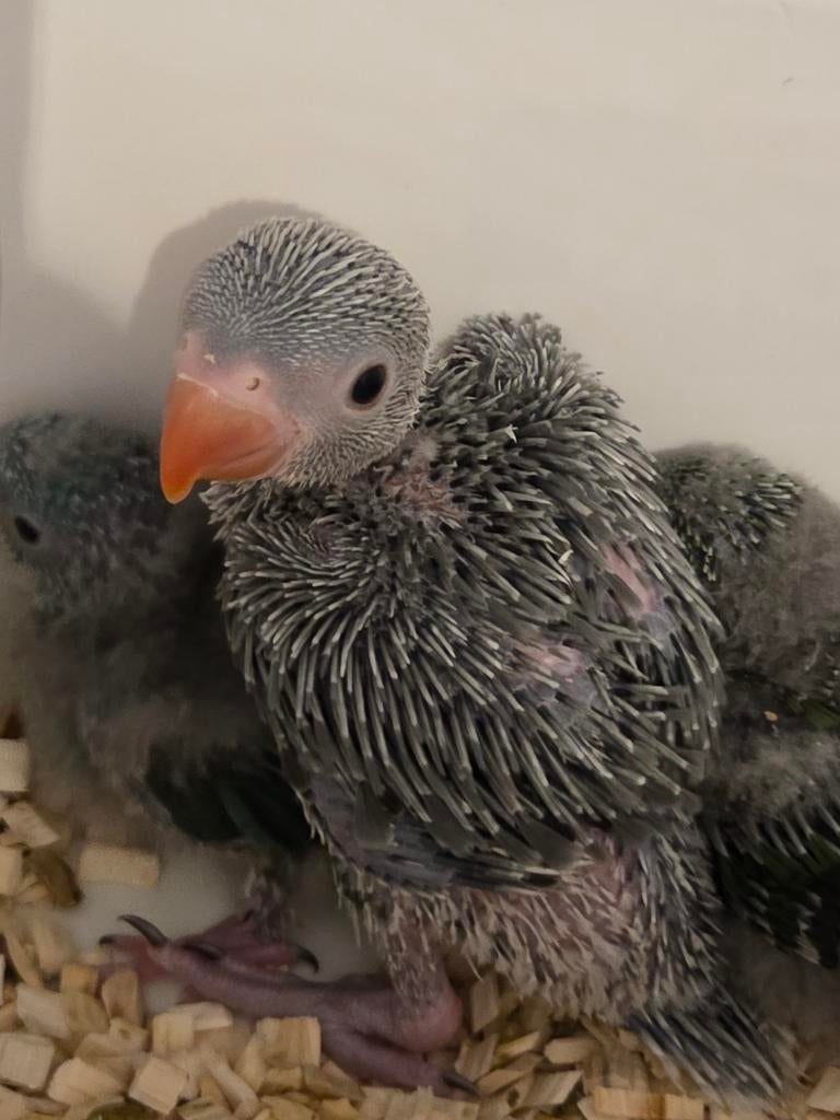 Perruche à collier eam, Animaux & Accessoires, Perruche