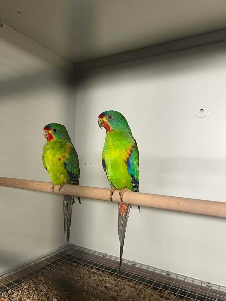 Perruche de Swift (Latham), Plusieurs animaux, Perruche, Bagué