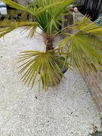 Palmier en pot, Enlèvement