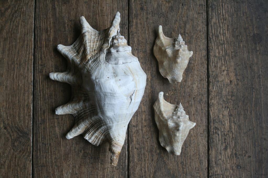 3 x schelpen 1 x Lambis (28cm) en 2 x strombus, Ophalen of Verzenden, Schelp(en)