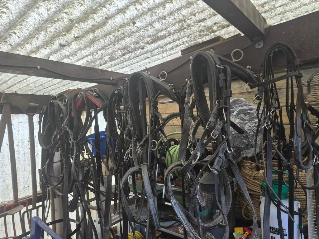 Getuig schetlanders, Ophalen, Nieuw, Overige soorten