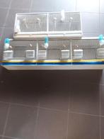 Opleer= of vervoerskooi, Sexe inconnu, Bâtard