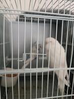 Paire de perruches, Animaux & Accessoires, Plusieurs animaux, Perroquet