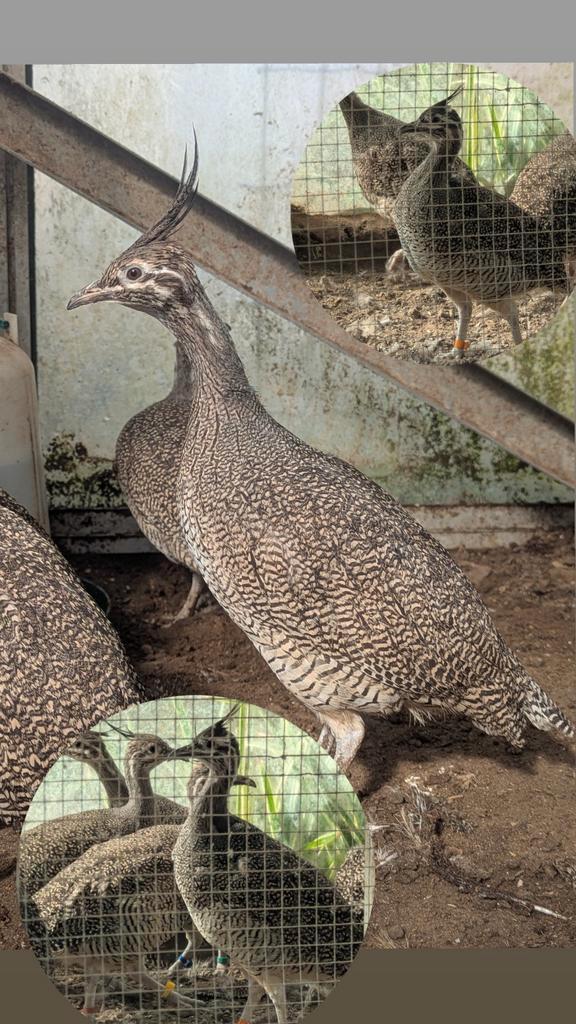 Créé en Amoe, Animaux & Accessoires, Volatiles, Canard