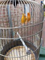 CANARIS DE TRÈS BONNE COULEUR SIFFLANTE, bagués à partir de, Plusieurs animaux, Canari chanteur