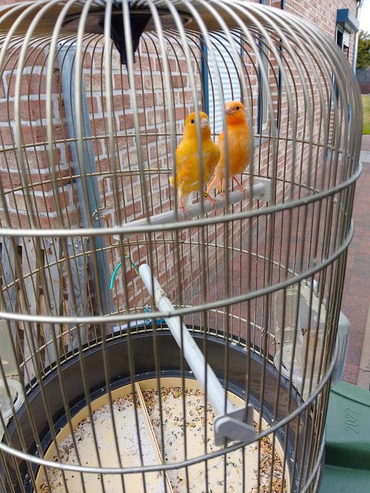 CANARIS DE TRÈS BONNE COULEUR SIFFLANTE, bagués à partir de, Animaux & Accessoires, Oiseaux | Canaris, Canari chanteur, Plusieurs animaux