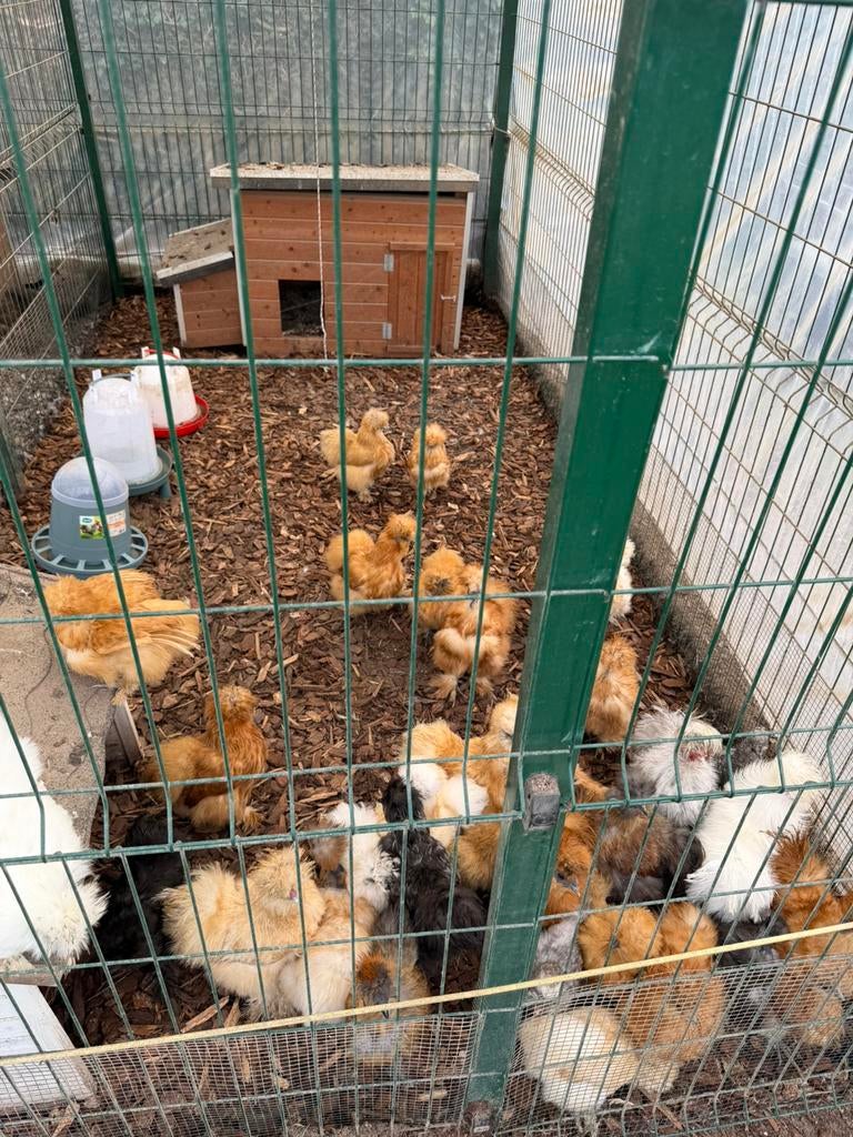 Gratis hanen en jongere dieren !!! Lees aandachtig, Meerdere dieren, Kip