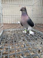 Super cift tepe morbas, Dieren en Toebehoren